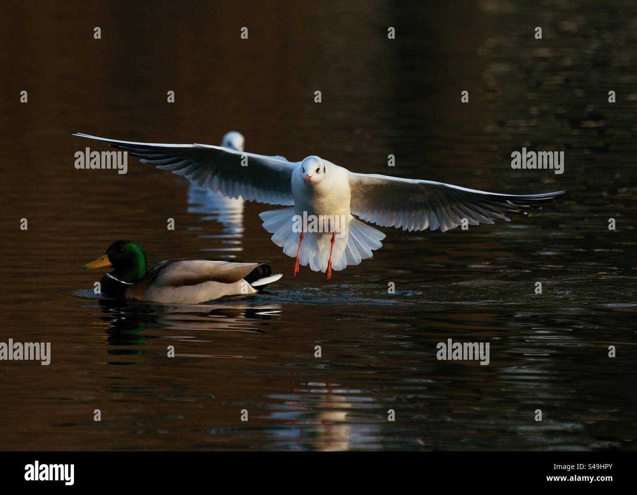 Möwe im Flug - Smartphone-aufgenommenes Stockfoto