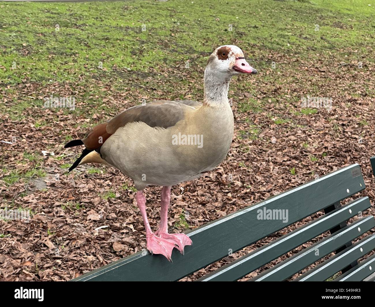 Ägyptische Gans auf der Rückseite einer Bank in den Haag, Niederlande - Smartphone-aufgenommenes Stockfoto