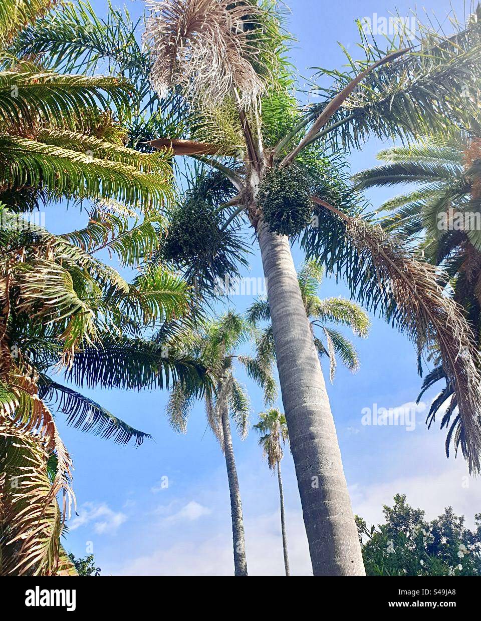 Ein malerischer Blick nach oben auf hohe Palmen mit klarem blauem Himmel im Hintergrund, erfasst auf den Azoren, Portugal. Tropisches Laub und lebendiges Licht. - Smartphone-aufgenommenes Stockfoto