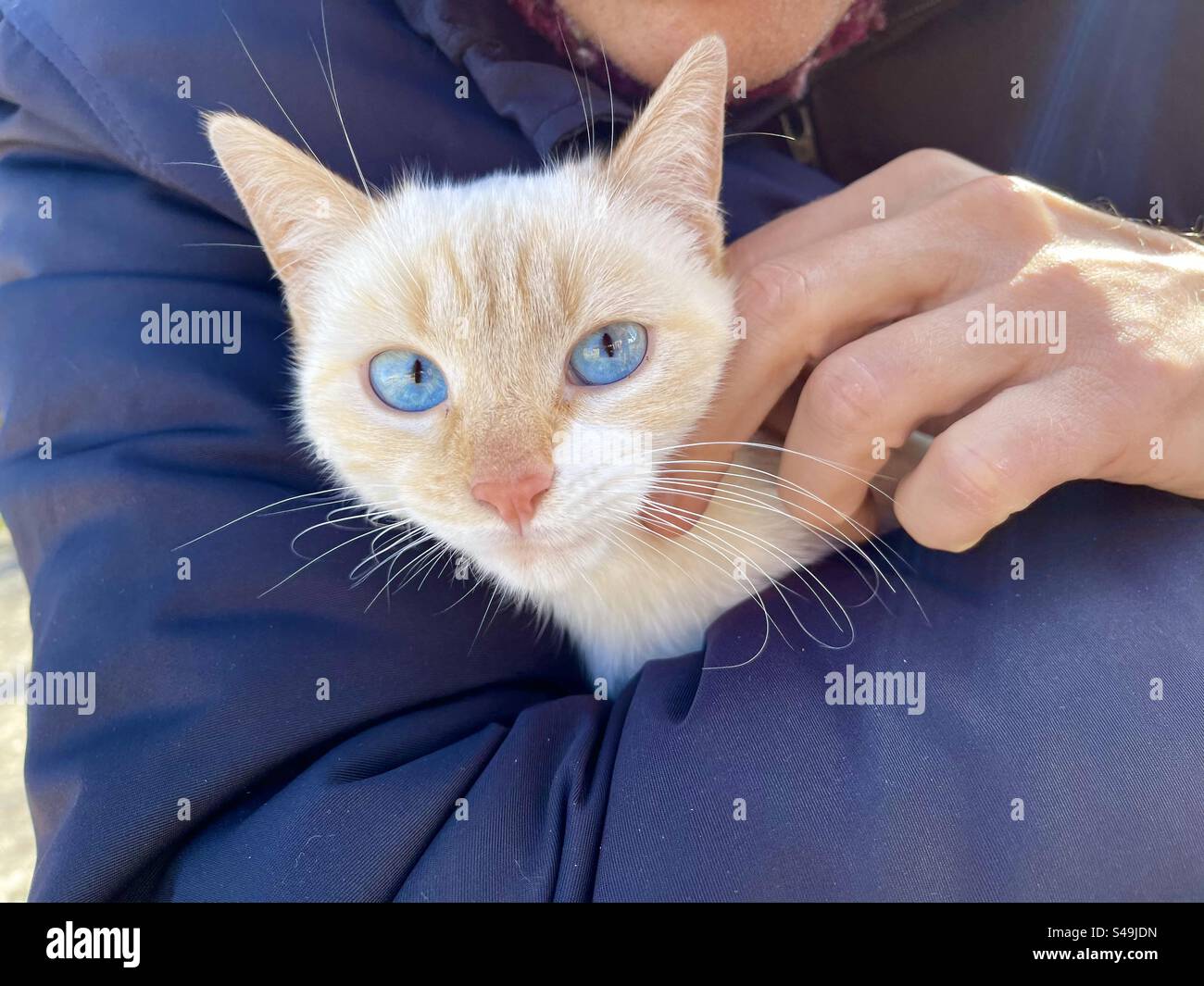Ein Mann, der ein weißes Kätzchen hält. Stockfoto