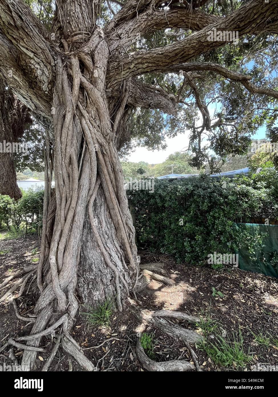 Baumstamm verdrehte Formen Snells Beach NZ - Smartphone-aufgenommenes Stockfoto