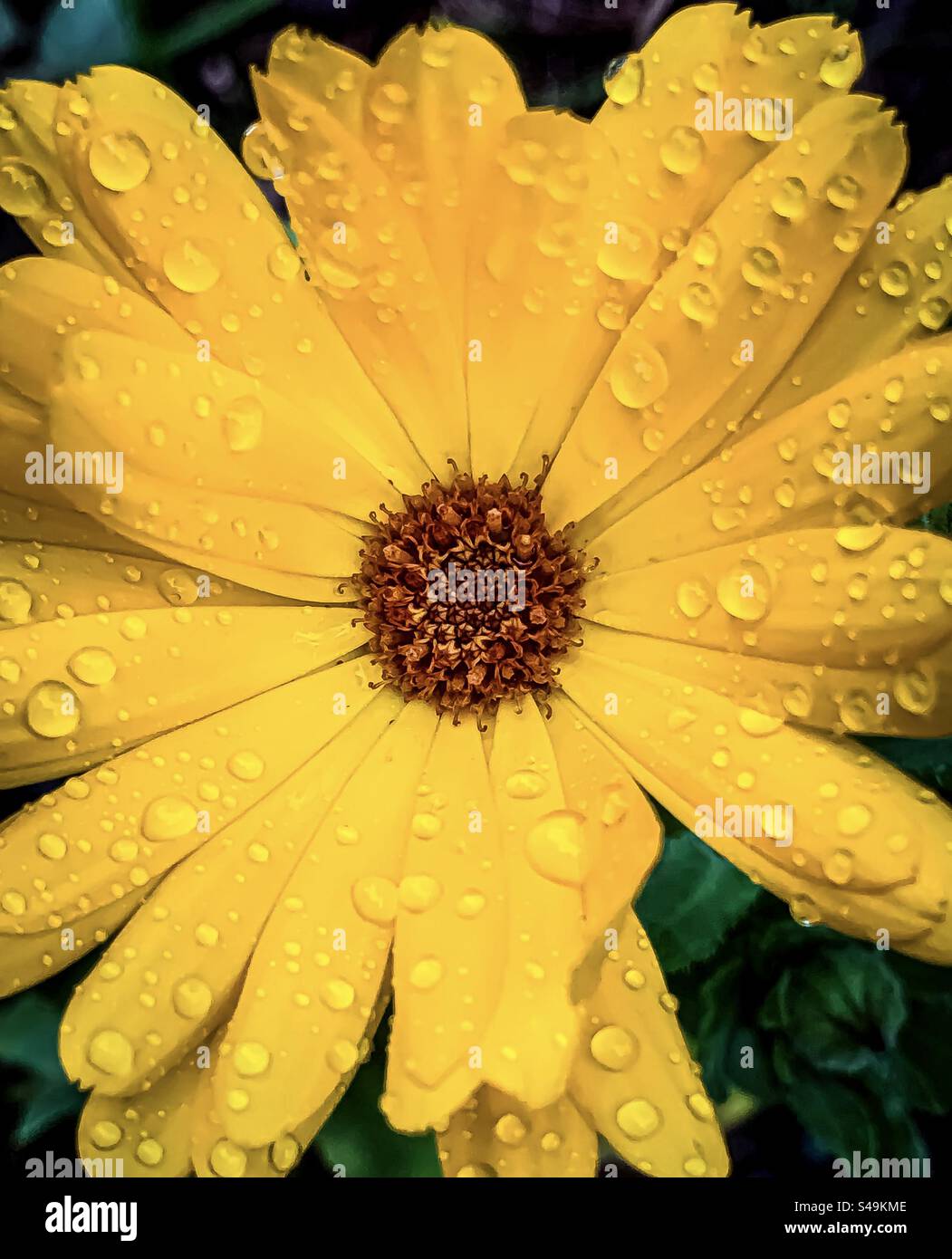 Eine leuchtend gelbe Blume im Topf Ringelblume nach Regen - Smartphone-aufgenommenes Stockfoto