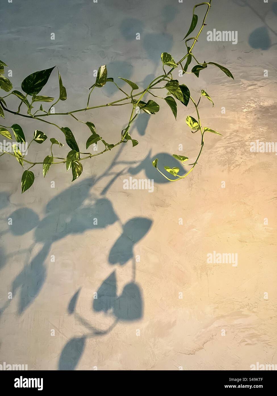 Nachfolgende goldene Pothos-/Epipremnum aureum-Reben werfen Schatten auf graue, strukturierte Wand, unter Beleuchtung im Innenbereich mit Kopierraum. Stockfoto