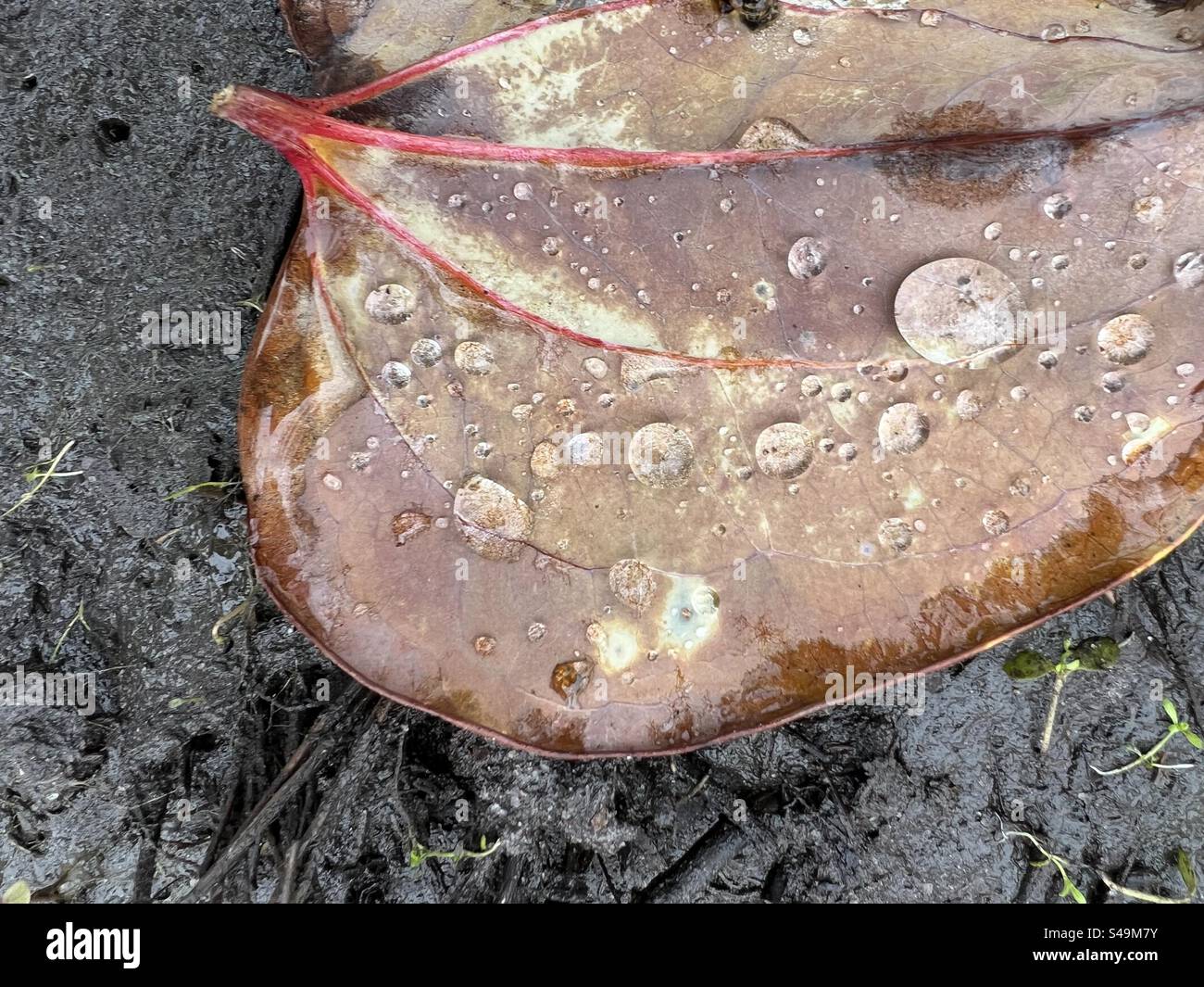 Braunes Blatt mit Regentropfen im schwarzen Schlamm in den Wäldern von Südgeorgien. Stockfoto