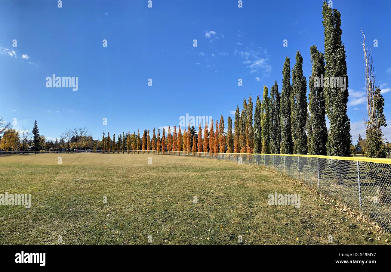 Eine lange Reihe von Säulenbäumen entlang eines Baseballfeldes ist farblich abgestuft, wenn der Herbst beginnt. Stockfoto