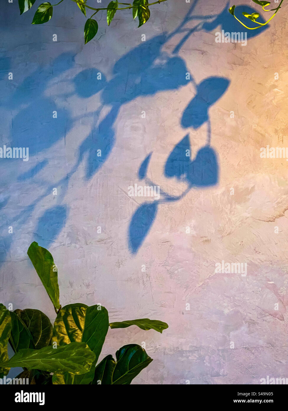 Nachfolgende goldene Pothos-/Epipremnum aureum-Rebstöcke werfen Schatten auf graue, strukturierte Wand mit Ficus lyrata/Geige-Blatt-Feigenpflanze in einer Ecke mit Kopierraum. - Smartphone-aufgenommenes Stockfoto