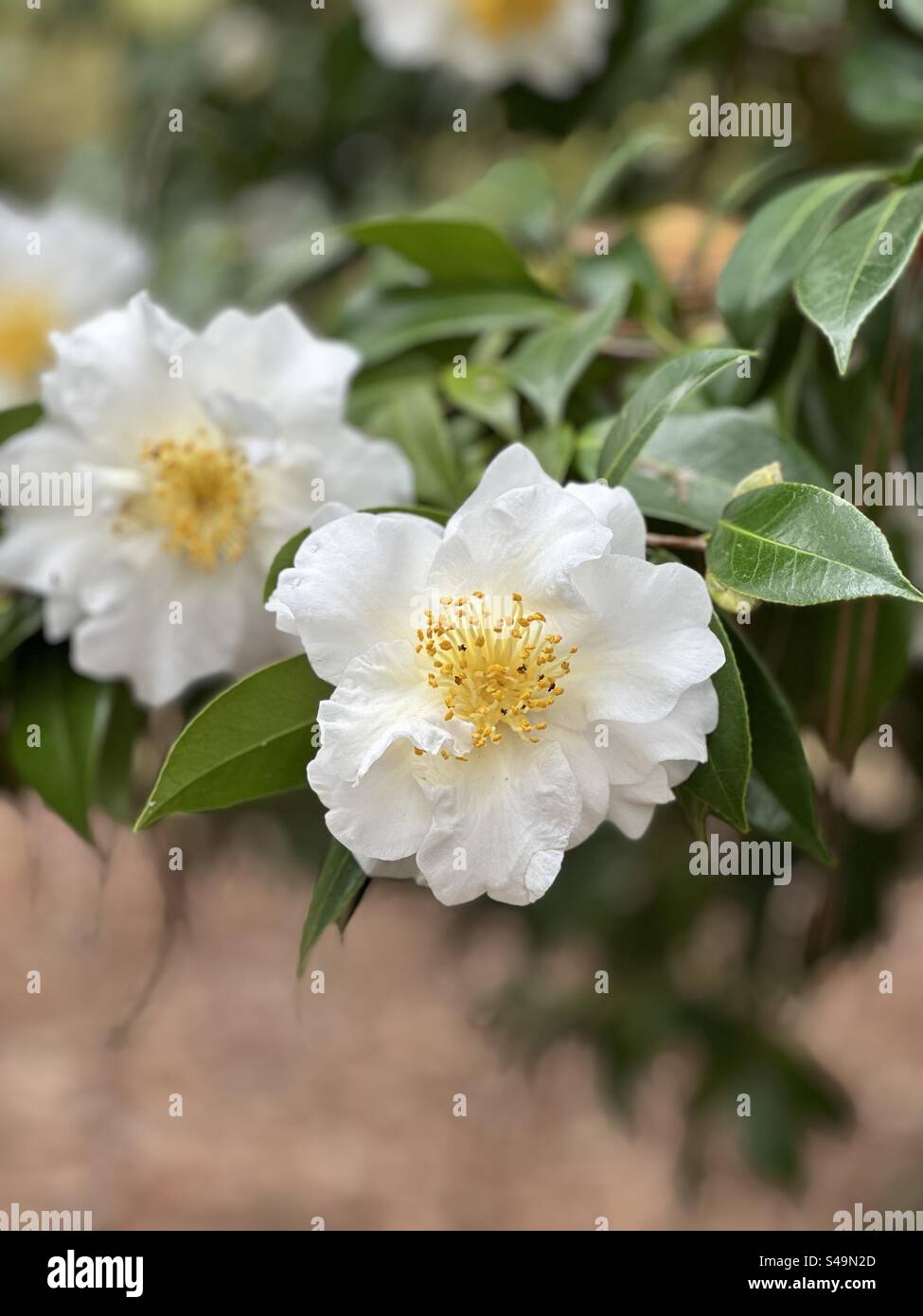 Weißer Kamelienstrauch von Sasanqua, der in einem Garten im Freien blüht Stockfoto