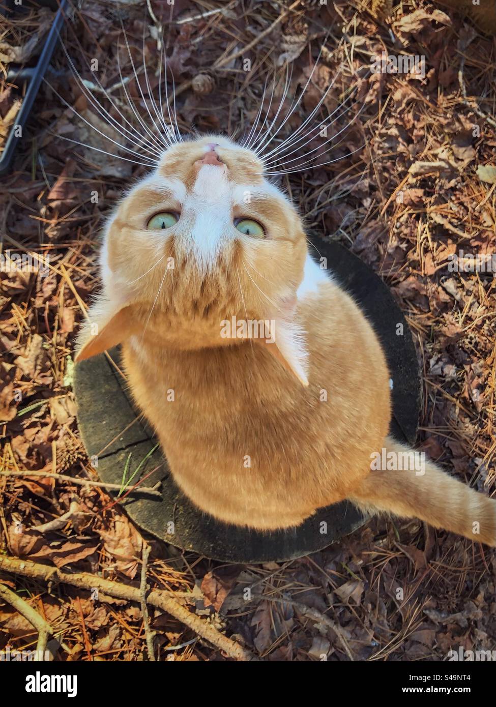 Die beliebte orangene Katze sitzt im Januar draußen auf einem Stumpf - Smartphone-aufgenommenes Stockfoto