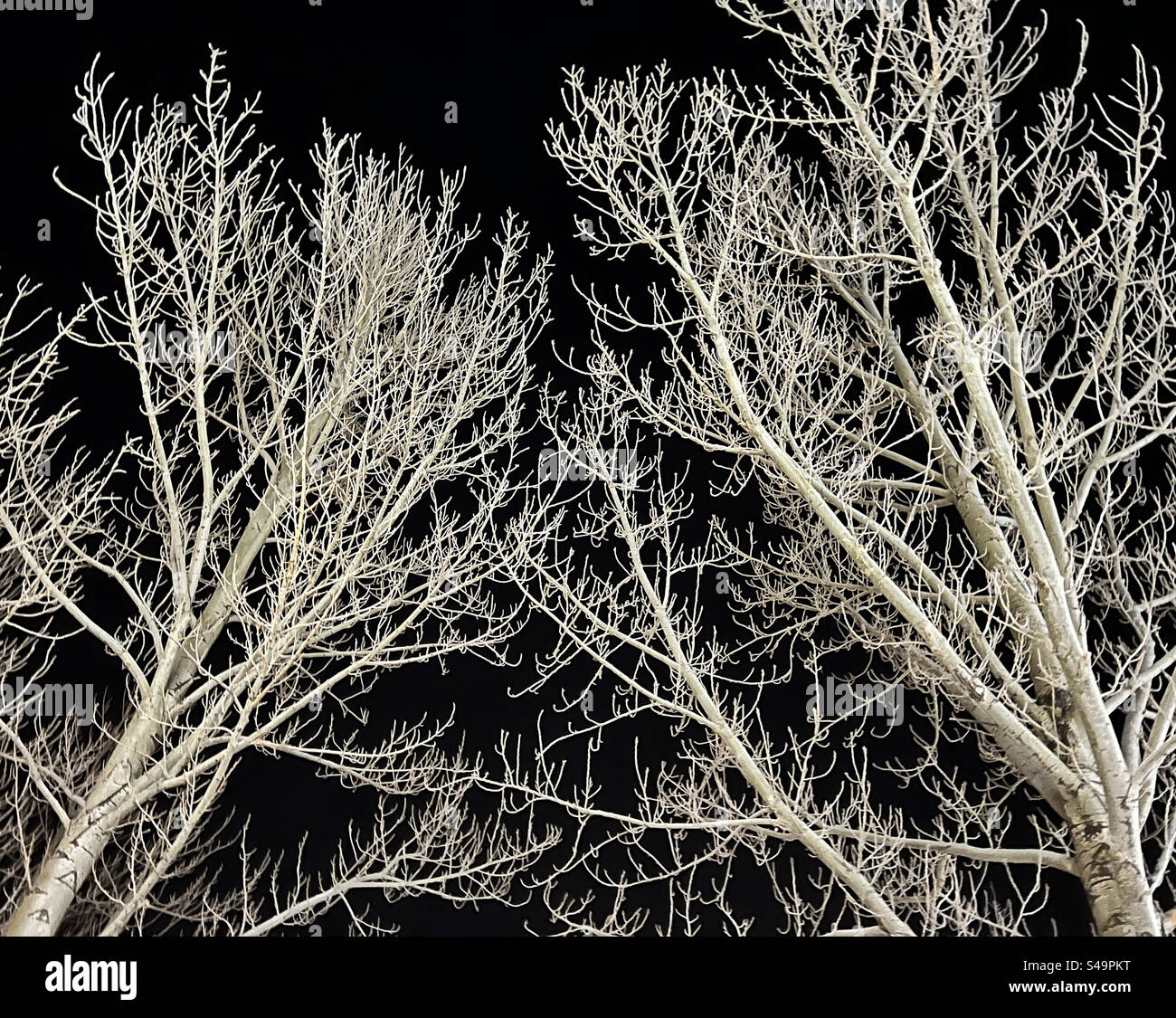 Frostige Bäume, beleuchtet von Straßenlaternen, vor einem immer noch dunklen Himmel im Winter. Stockfoto