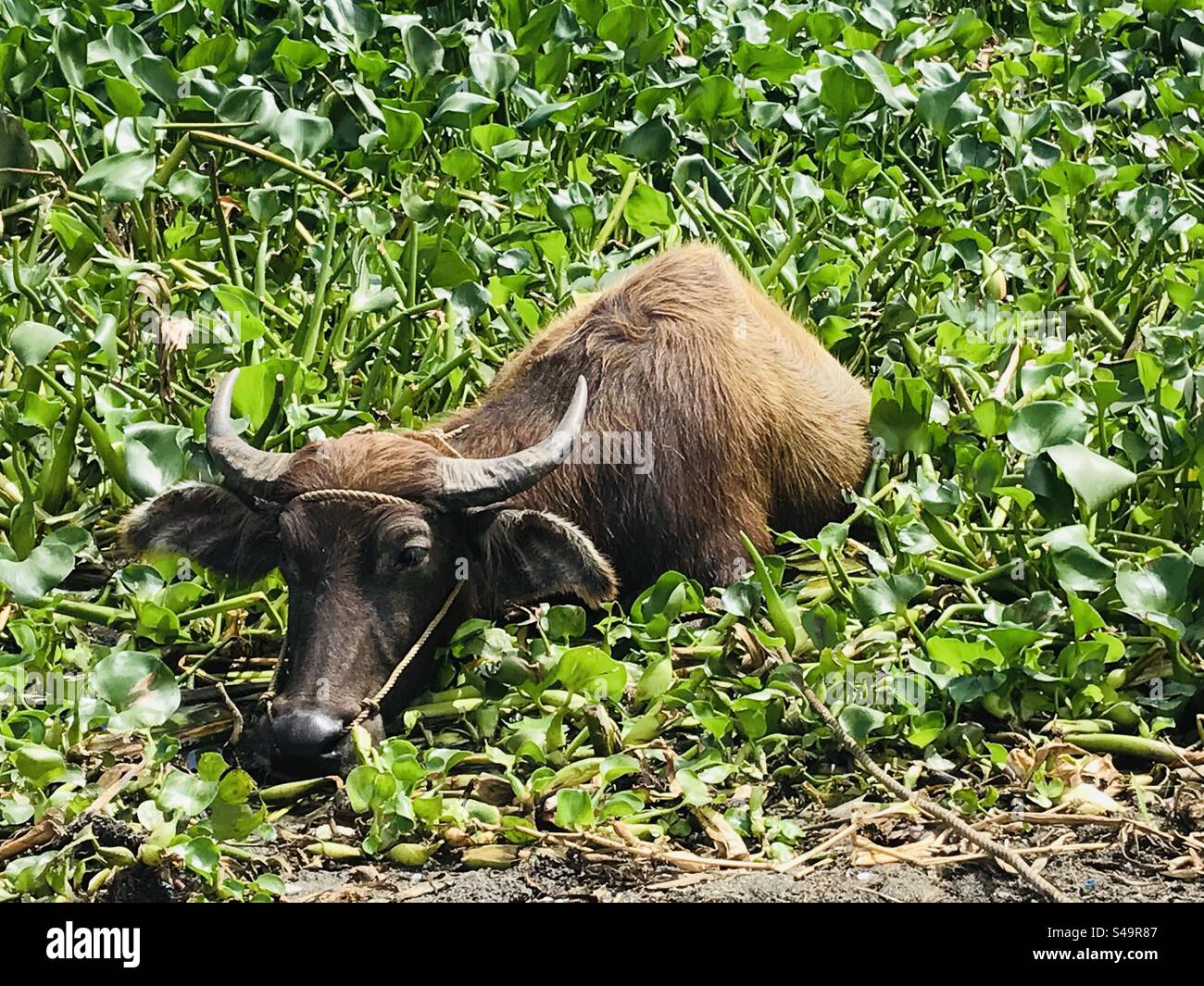 Ein philippinischer Wasserbüffel kühlt und tauchte sich nach einem langen Arbeitstag auf der Farm in einen Sumpf aus Grünpflanzen ein. Ein wunderschöner Anblick. Faszinierende ländliche Sehenswürdigkeiten. Ländlicher Charme. Stockfoto