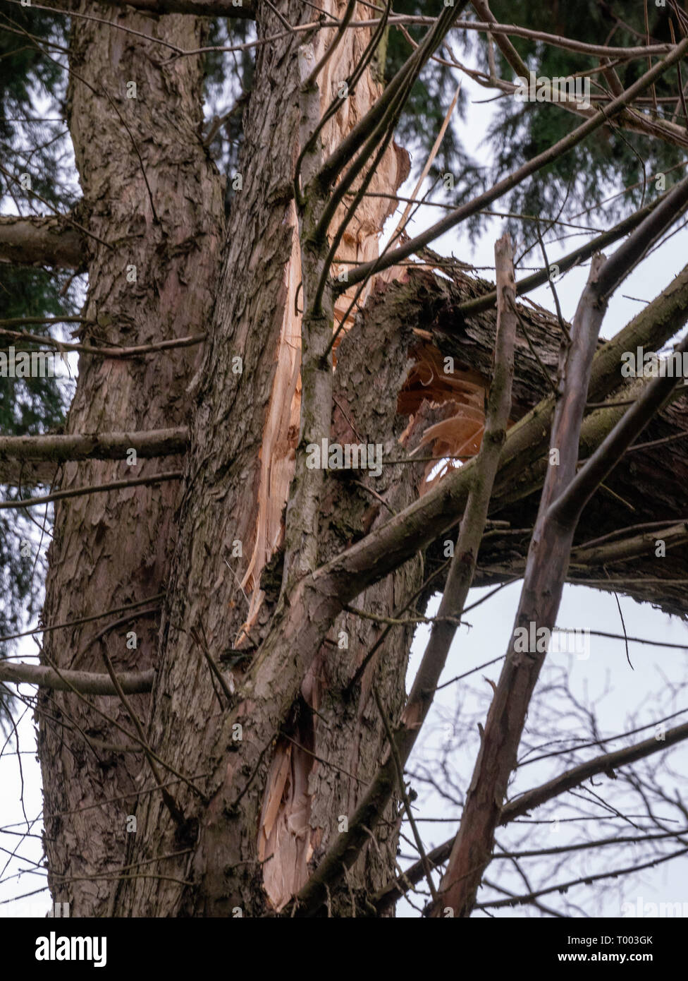 Great Bardfield Braintree Essex UK ein Baum durch Sturm Winde 16 März 2019 Credit: William Edwards/Alamy Leben Nachrichten beschädigt ist Stockfoto