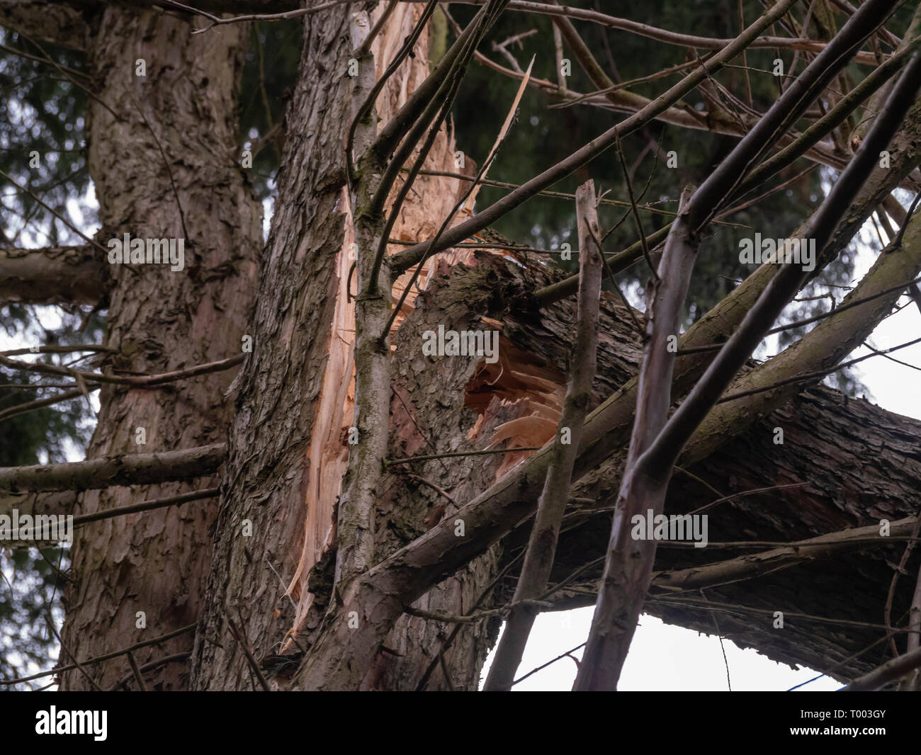 Great Bardfield Braintree Essex UK ein Baum durch Sturm Winde 16 März 2019 Credit: William Edwards/Alamy Leben Nachrichten beschädigt ist Stockfoto