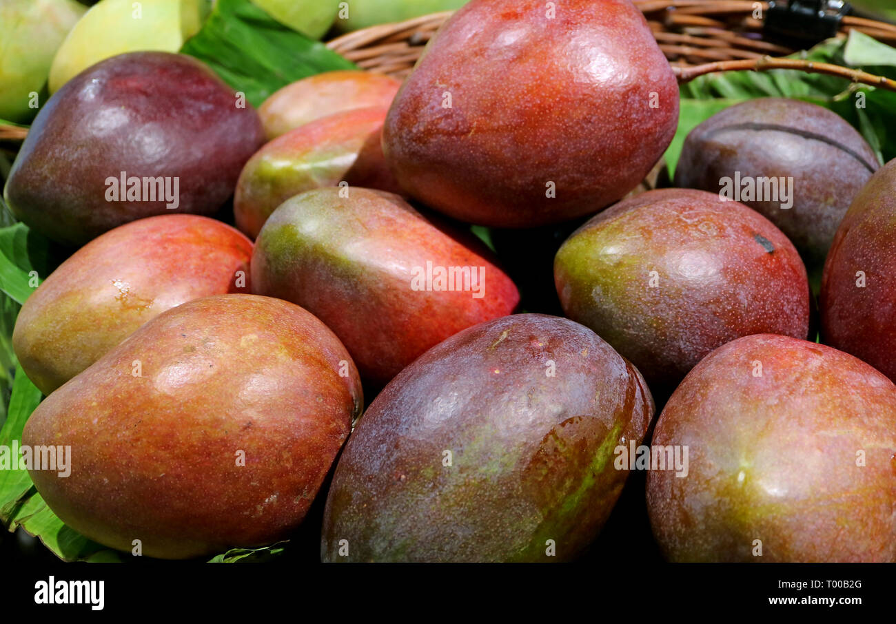Stapel der Frische reife Mangos auf dem Markt Stockfoto
