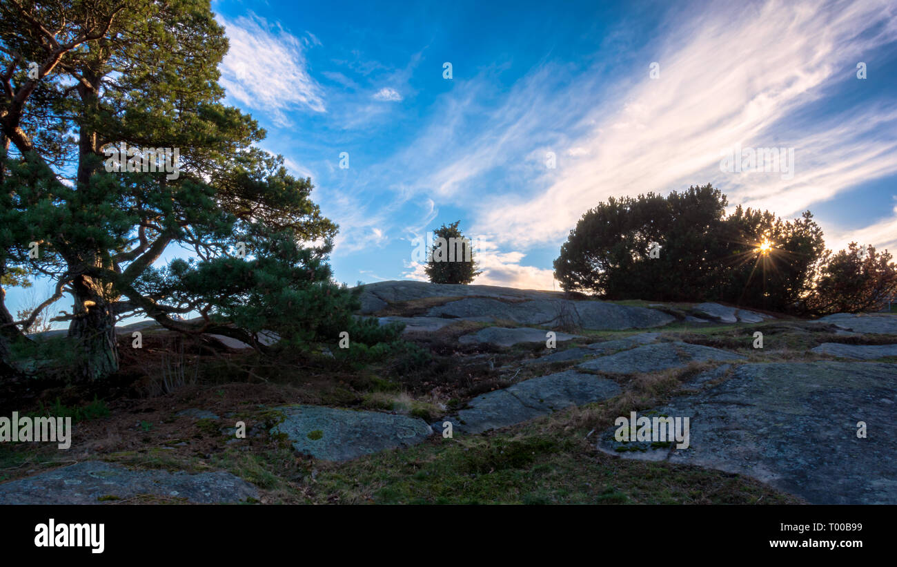Sonnenstrahlen peeping durch Bush auf Ramberget Hügel Göteborg, Schweden Stockfoto