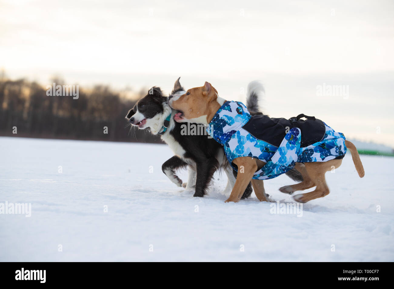 Border Collie und Staffordshire Terrier, Pit Bull spielen bei einem Ausflug auf einem schneebedeckten Feld Stockfoto