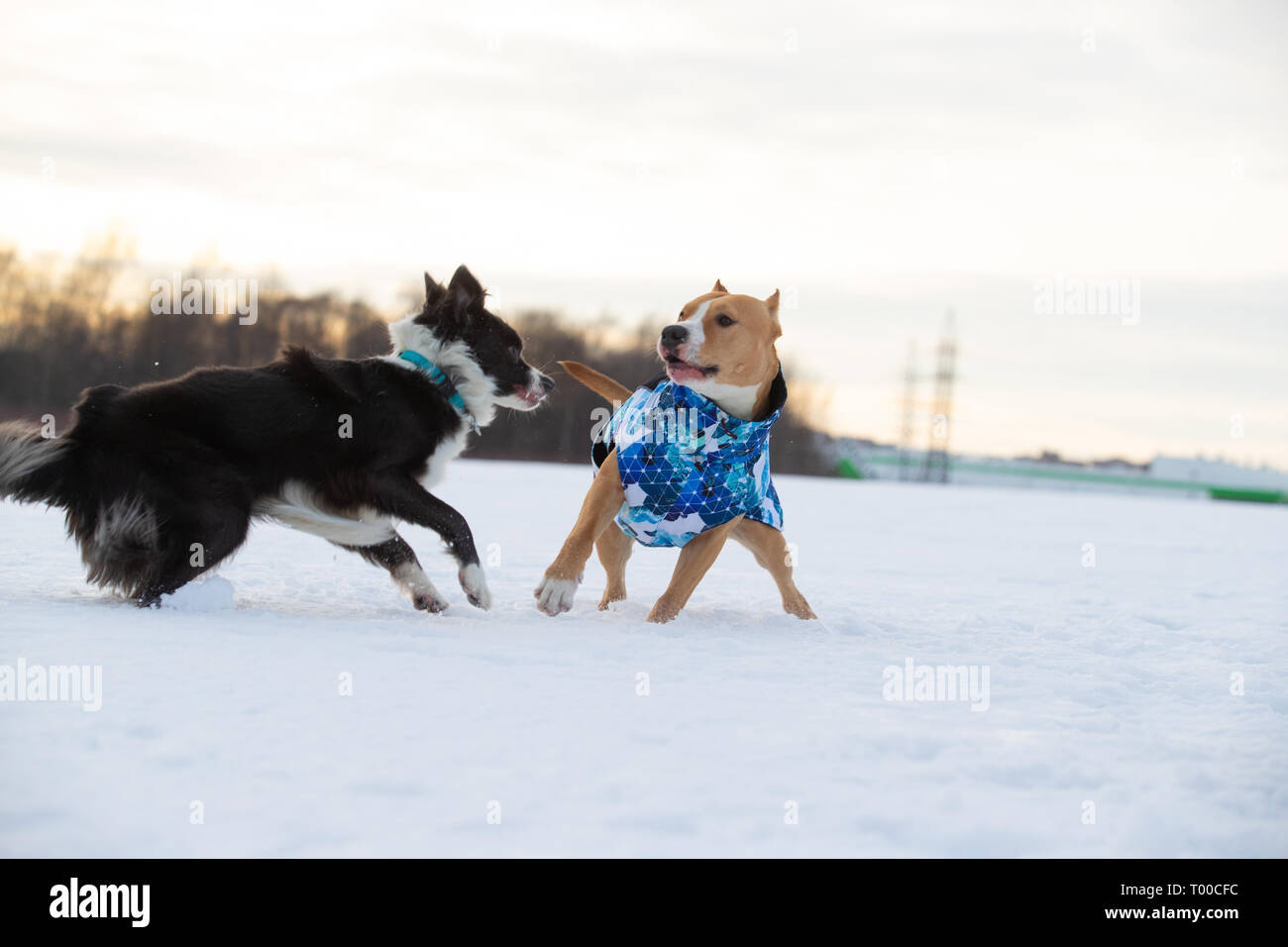 Border Collie und Staffordshire Terrier, Pit Bull spielen bei einem Ausflug auf einem schneebedeckten Feld Stockfoto