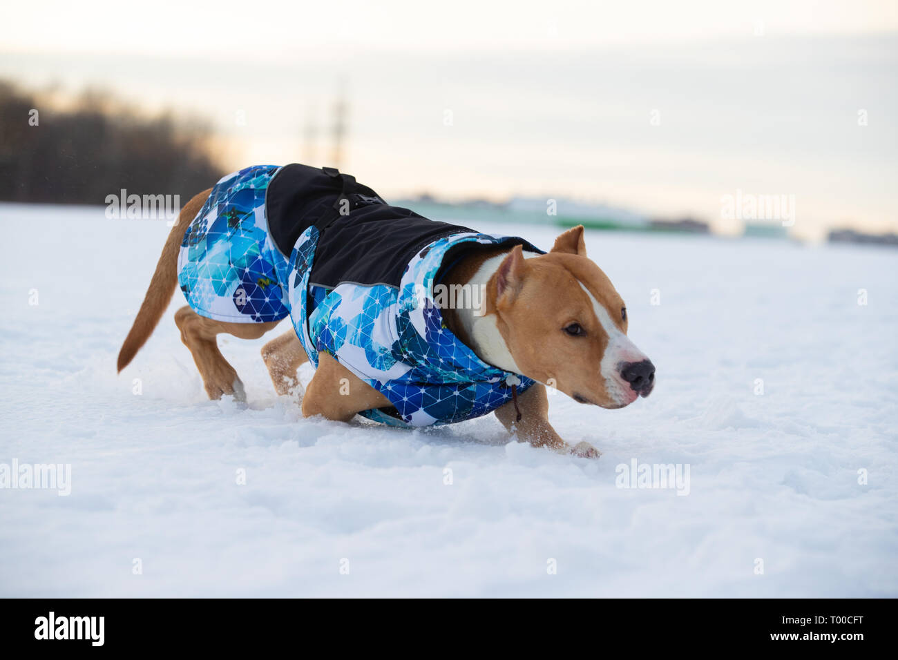 Border Collie und Staffordshire Terrier, Pit Bull spielen bei einem Ausflug auf einem schneebedeckten Feld Stockfoto