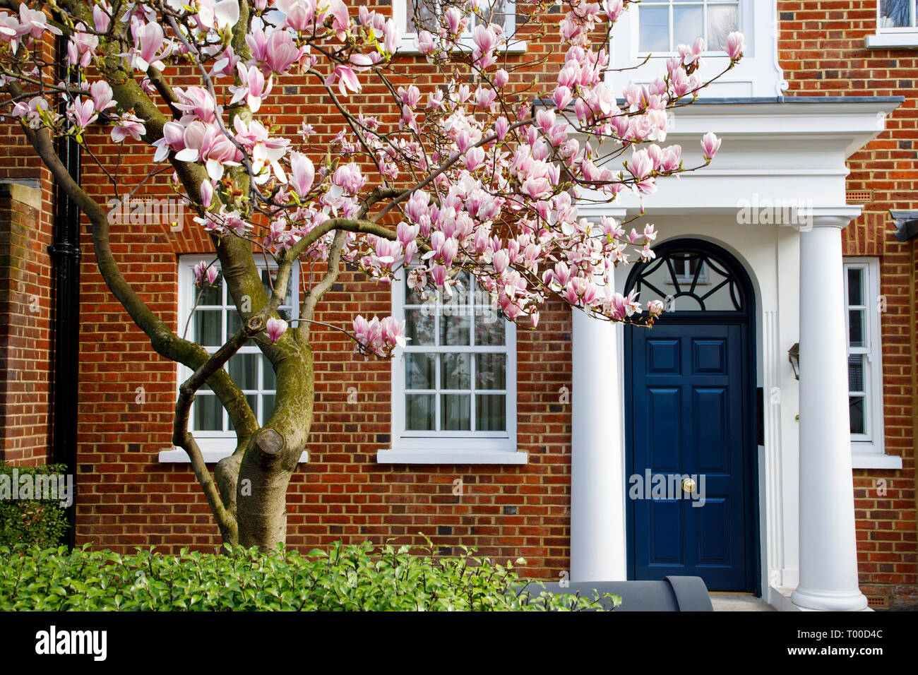 LONDON, UK, 11. MÄRZ 2019: Magnolie blüht vor Eleganten Gebäude in Kensington im Zentrum Londons Stockfoto