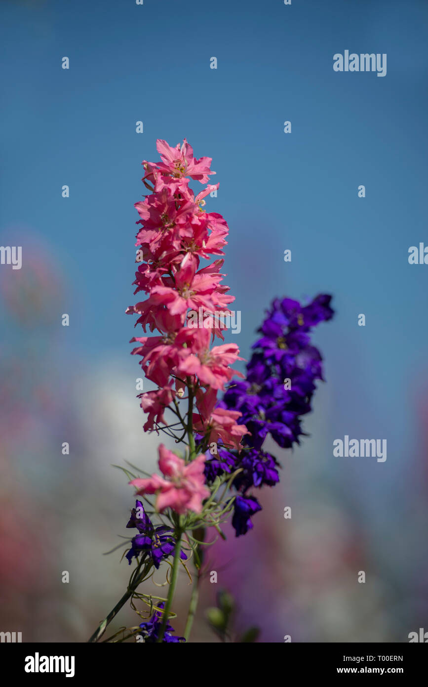 Rittersporn Stockfoto