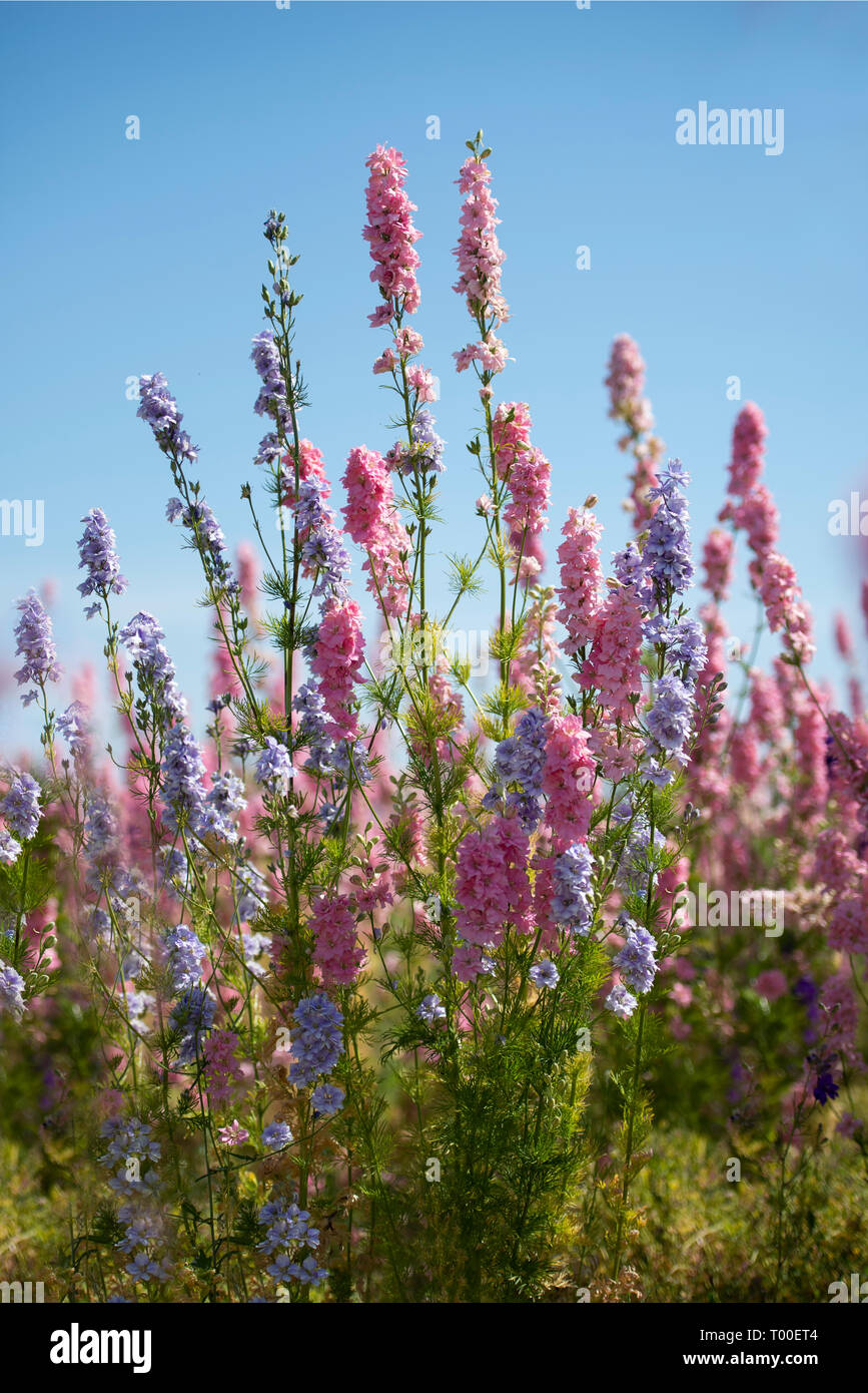 Rittersporn Stockfoto