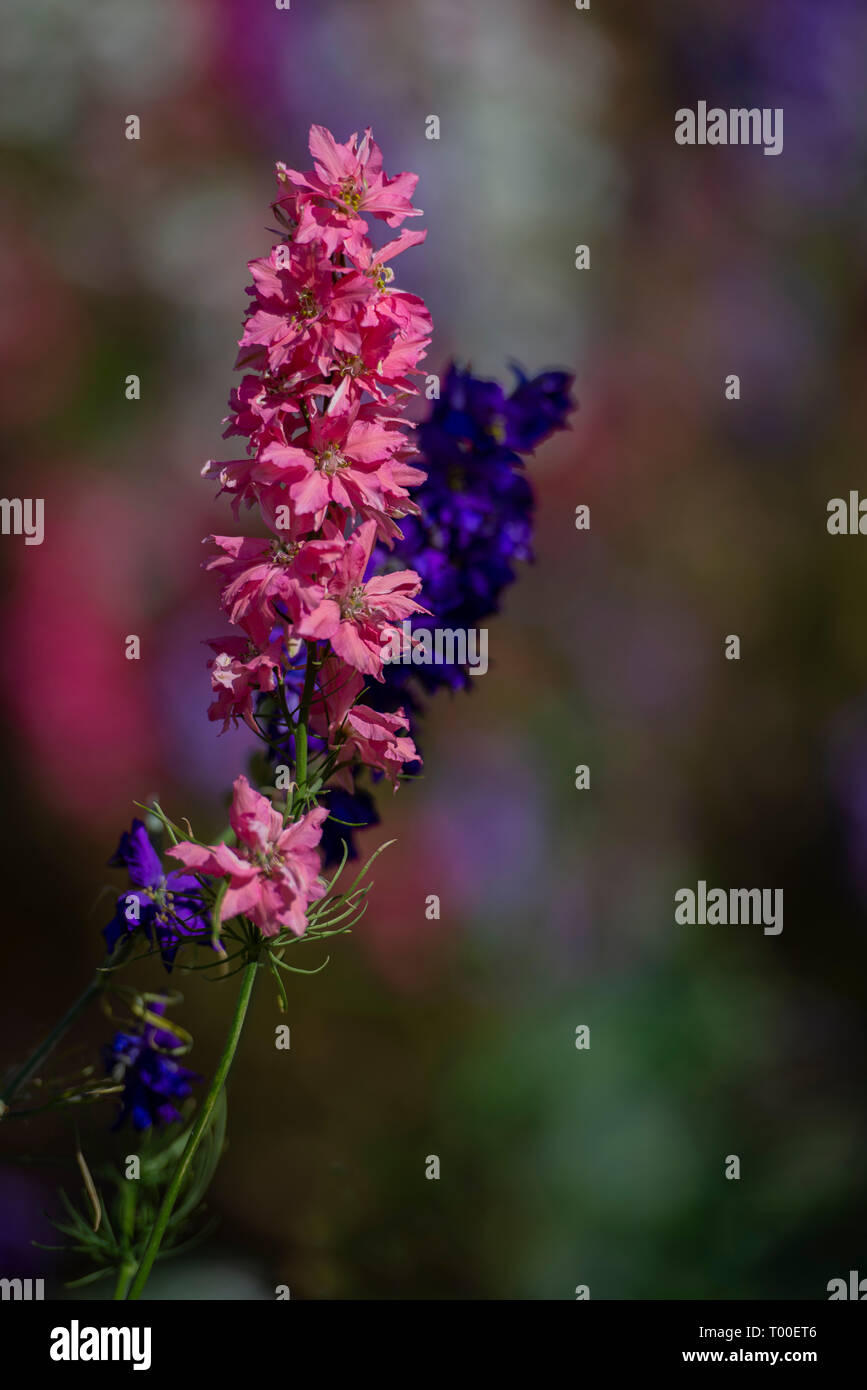 Rittersporn Stockfoto