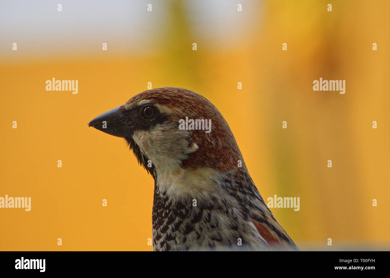 Nahaufnahme der männlichen Sparrow Stockfoto