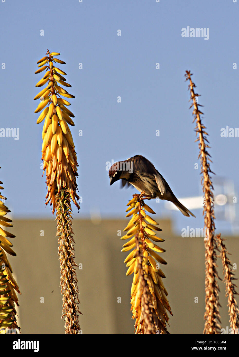 Eine spanische Sparrow im Gleichgewicht auf gelb Aloe vera Blumen Stockfoto