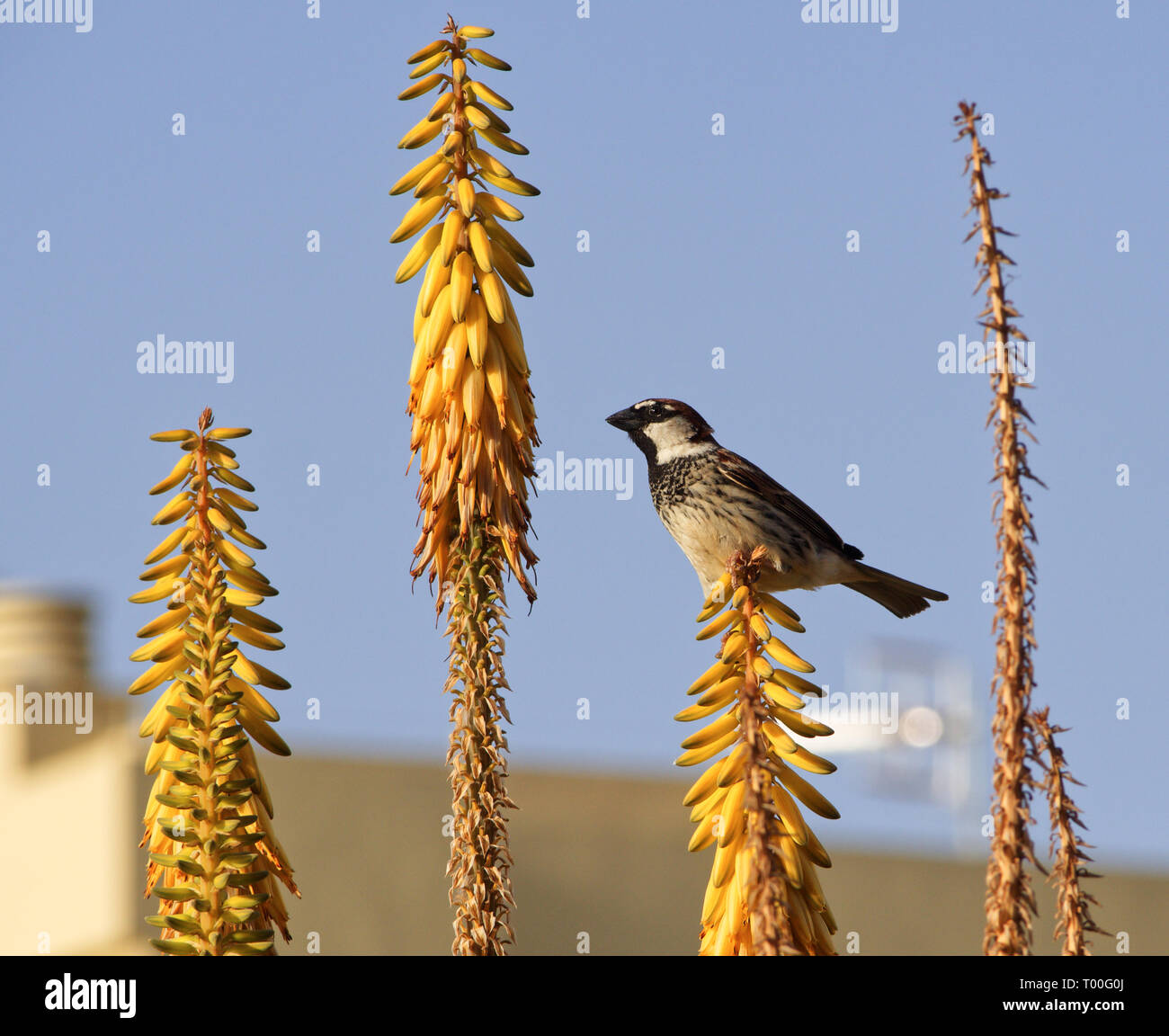 Eine spanische Sparrow im Gleichgewicht auf gelb Aloe vera Blumen Stockfoto
