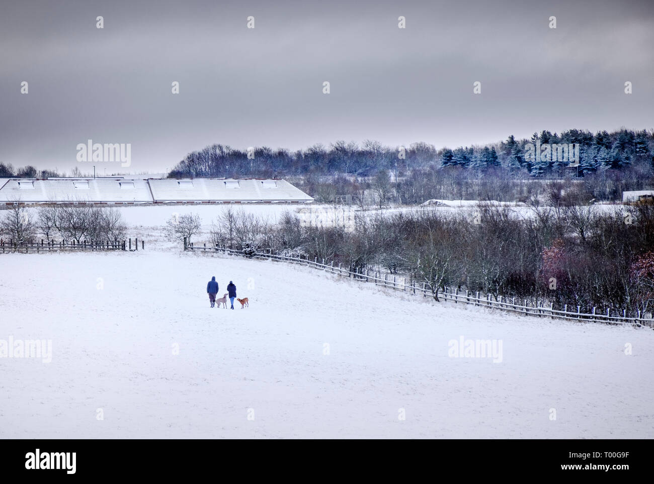 Ein Paar, Mann und Frau, wandern zwei Hunde durch einen Winter landacape am Rande einer Stadtentwicklung Stockfoto