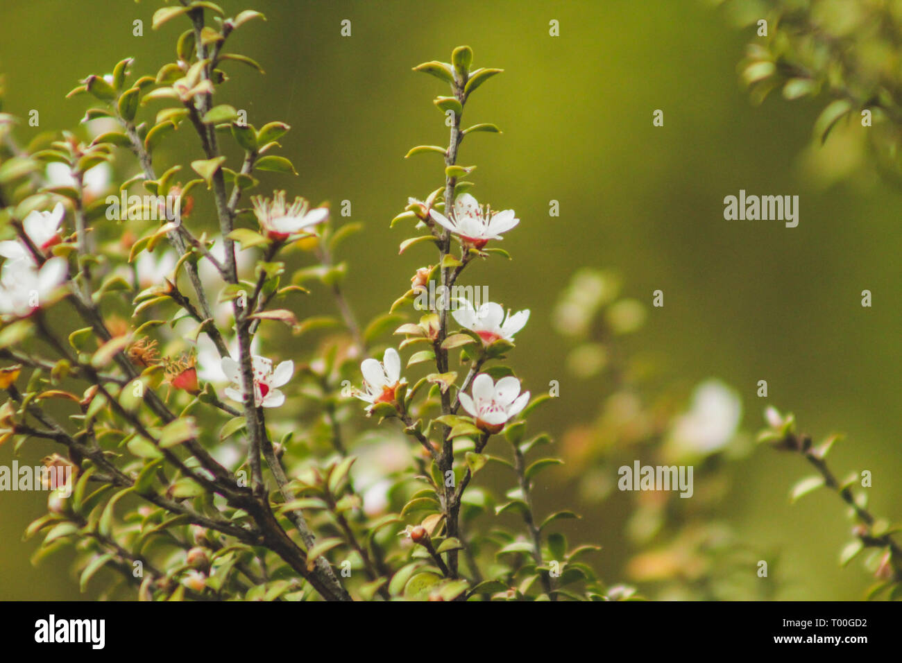 Weiße Blüten blühen auf Manuka Baum in Neuseeland Stockfoto