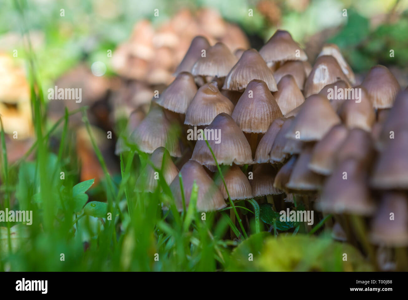 Charge der schöne kleine Pilze auf der Wiese Boden im Frühjahr Stockfoto
