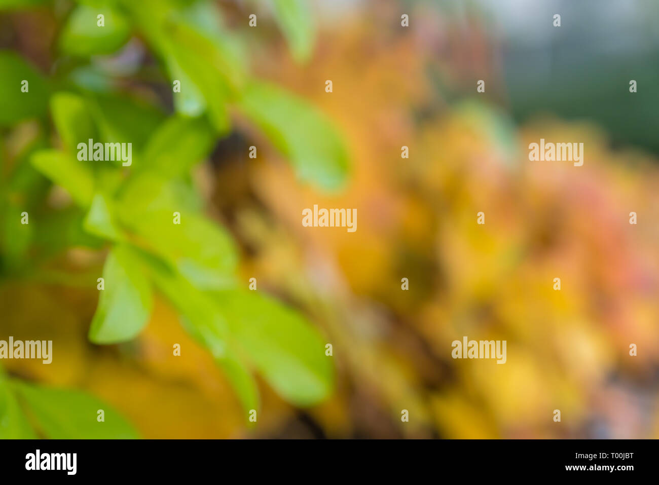 Unscharf und diffus Hintergrund oder Überlagerung der bunten Blätter im Herbst Stockfoto