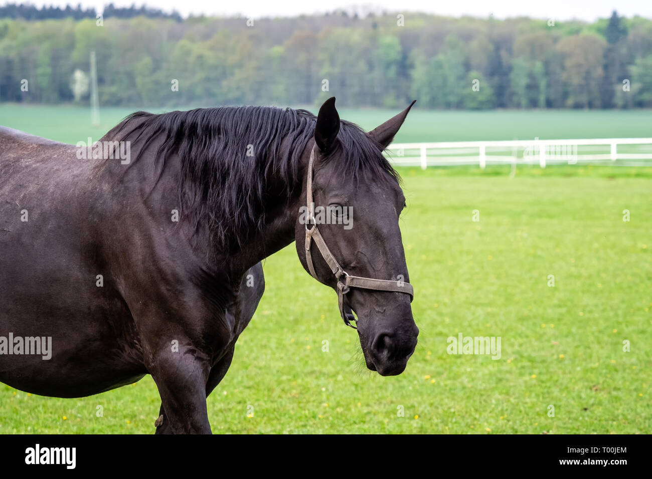Schwarz kladrubian Pferd mit Halfter auf der grünen Wiese Stockfoto
