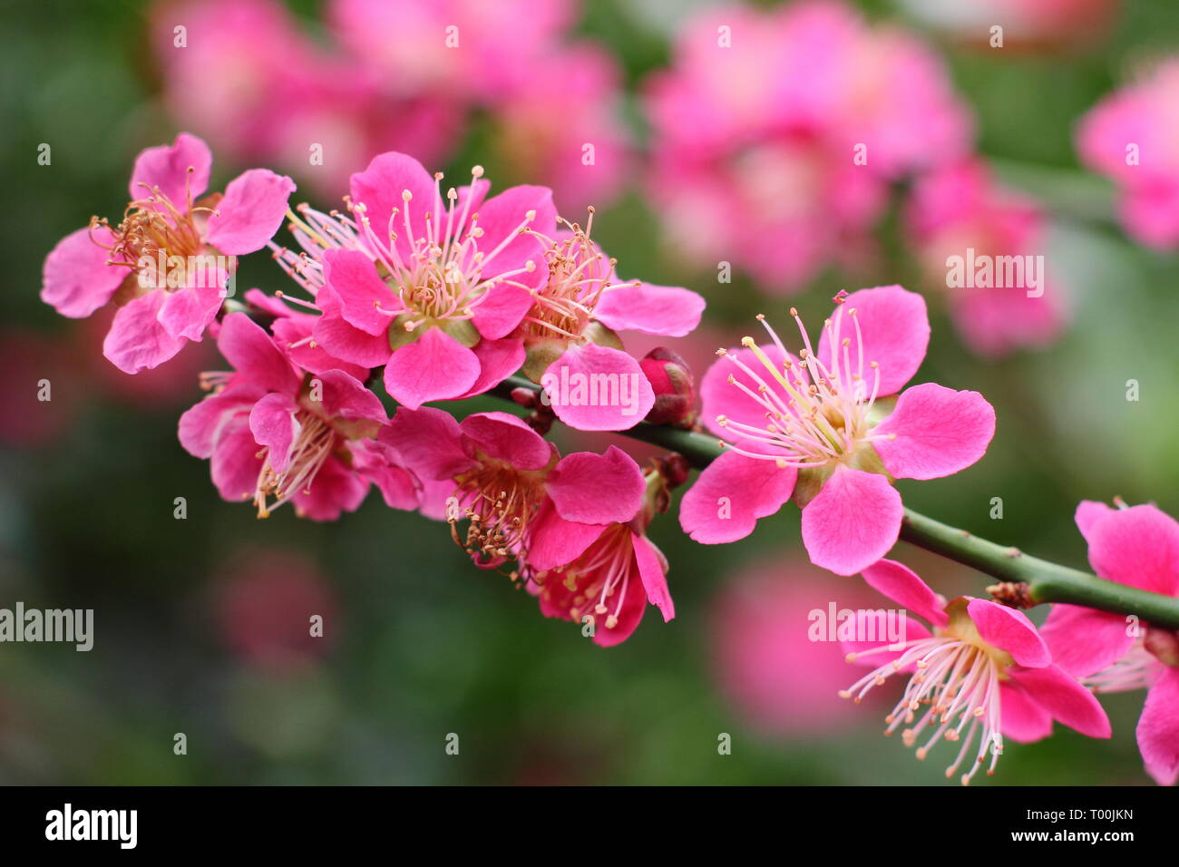 Prunus japanische Aprikose 'Beni - chidori'. Frühling Blüten der Japanische Aprikose im späten Winter - Februar, Großbritannien Stockfoto