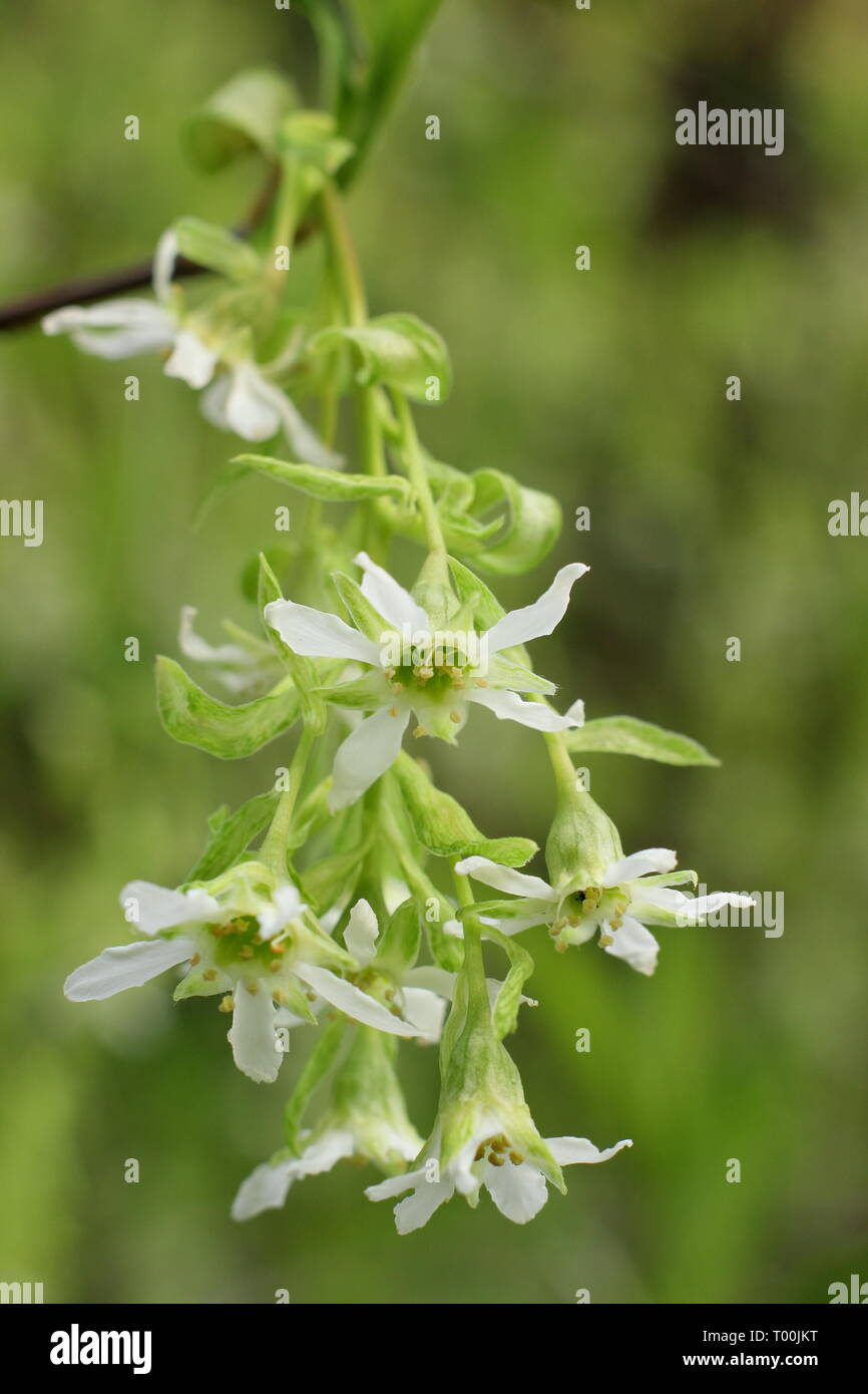 Oemleria cerasiformis. Die duftenden weißen Blüten der indischen Pflaume im frühen Frühjahr (Ende Februar), UK. Auch Oso Beere genannt. Stockfoto