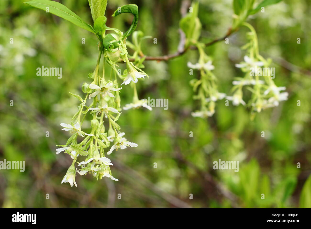 Oemleria cerasiformis. Die duftenden weißen Blüten der indischen Pflaume im frühen Frühjahr (Ende Februar), UK. Auch Oso Beere genannt. Stockfoto