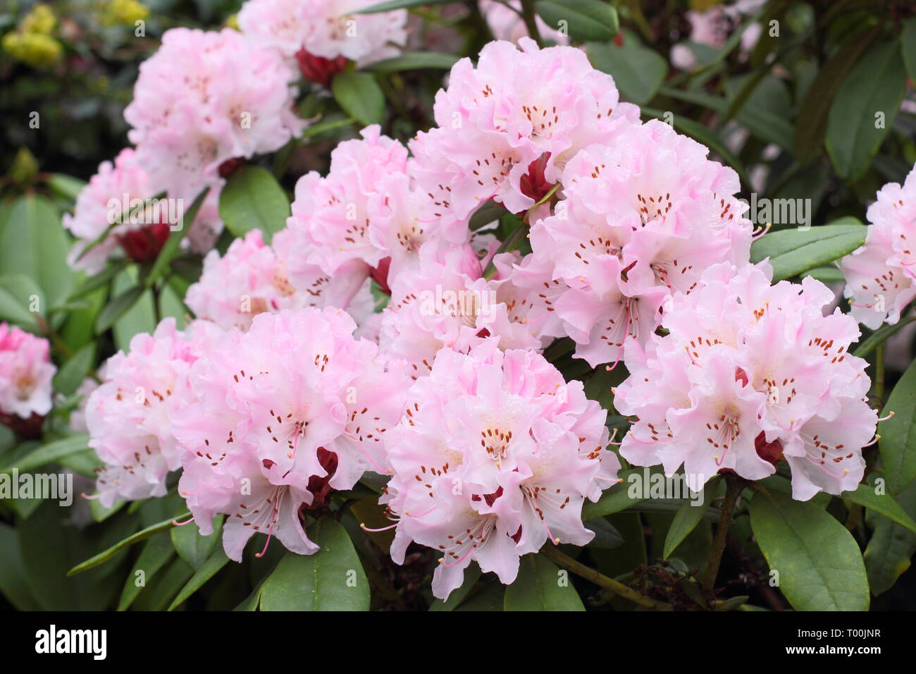 Rhododendron 'Christmas Cheer". Blüten von früh blühenden Rhododendron, 'Christmas Cheer" im Englischen Garten - Ende Februar, Großbritannien Stockfoto