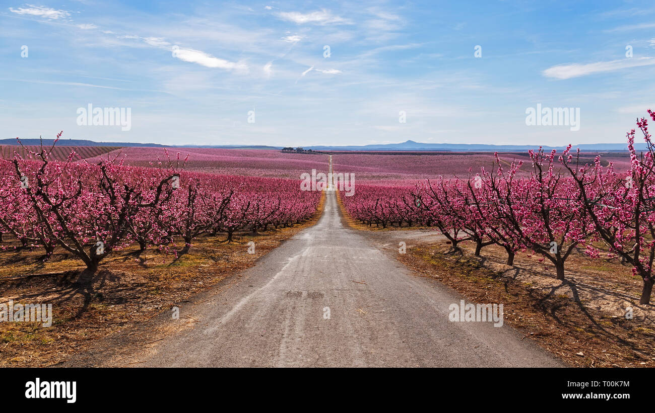 Pfirsichbäume im Frühjahr blühen in den Aitona, Katalonien Stockfoto