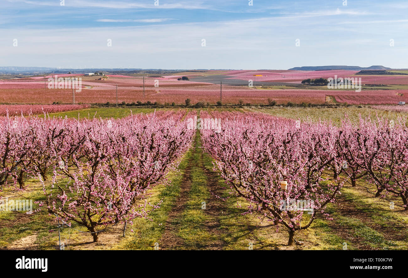Pfirsichbäume im Frühjahr blühen in den Aitona, Katalonien Stockfoto