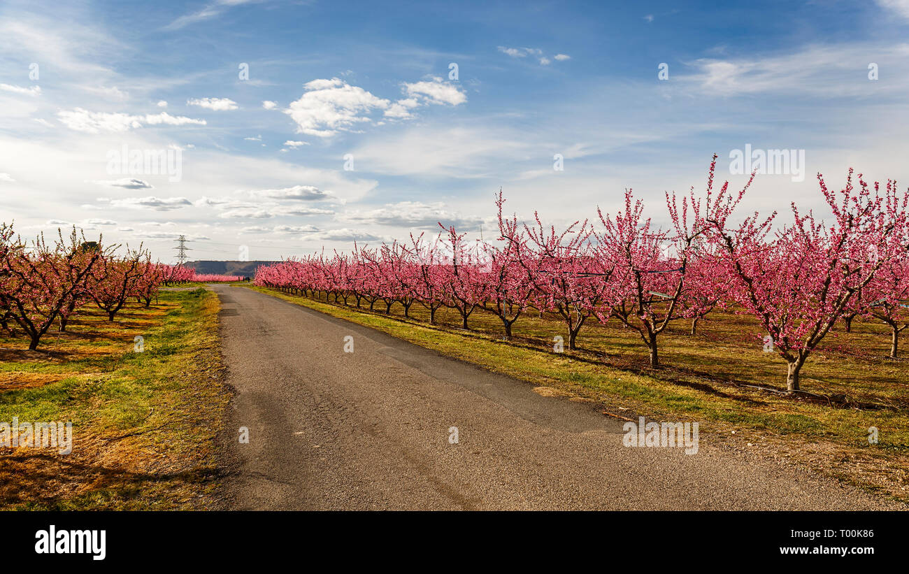 Straße Crossoing Pfirsichbäume im Frühjahr blühen in den Aitona, Katalonien Stockfoto