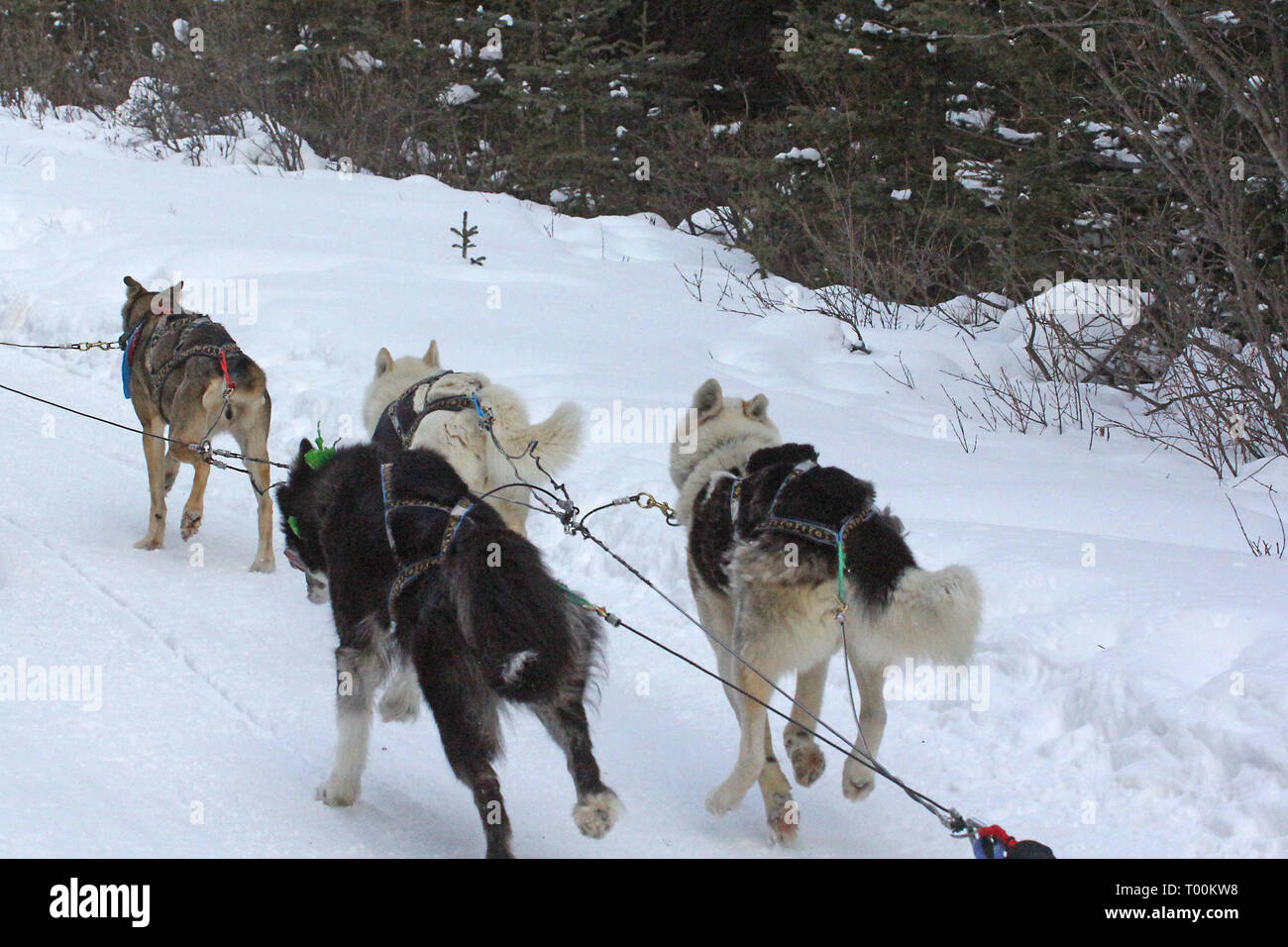Hundeschlitten in Kananaskis Country in den kanadischen Rockies in Alberta, Kanada Stockfoto