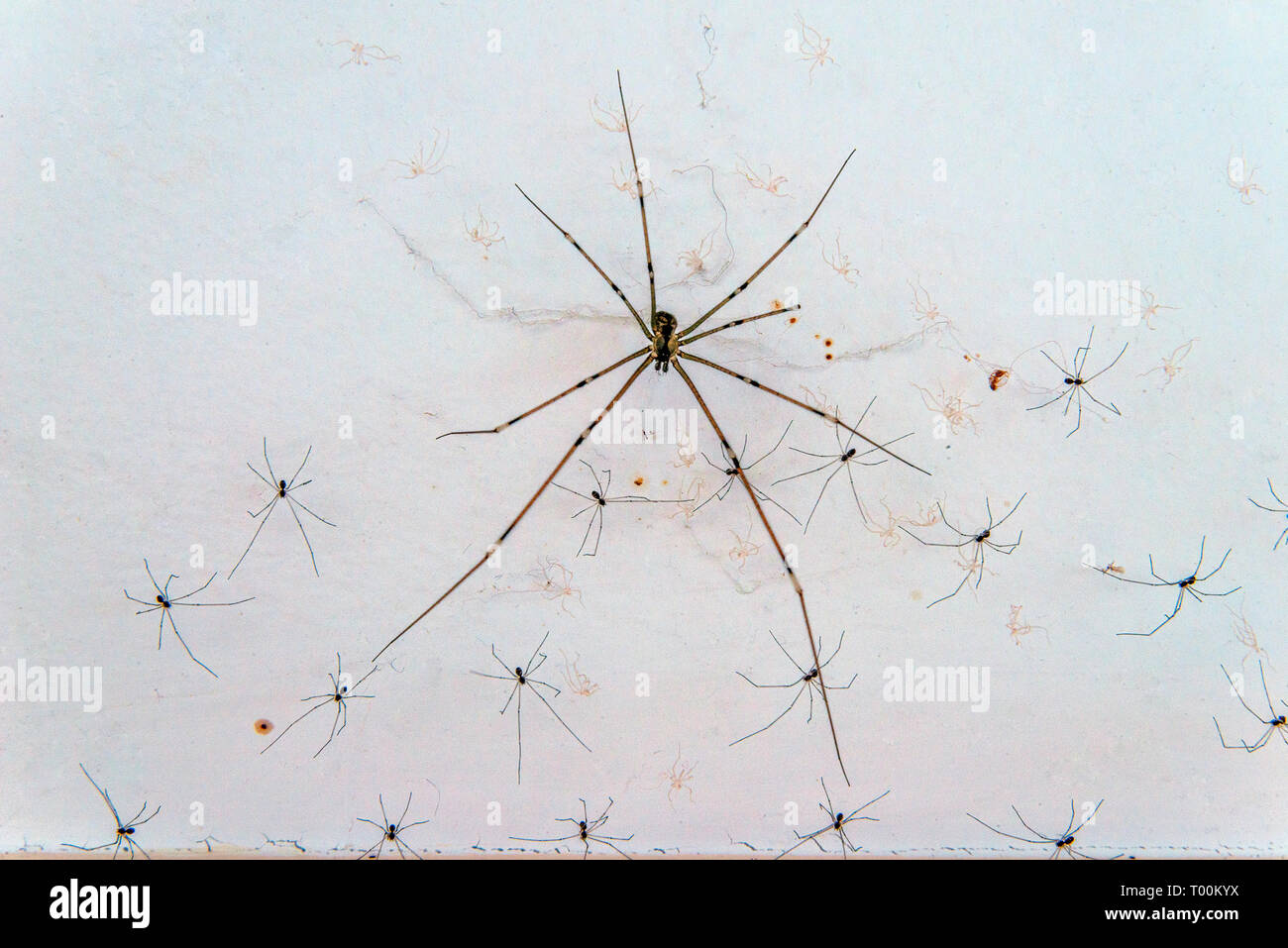 Daddy Long Legs spider oder Pholcidae und mehrere Junge fotografiert gegen eine weiße Wand. Das sind gemeinhin als Keller Spinnen bekannt. Stockfoto