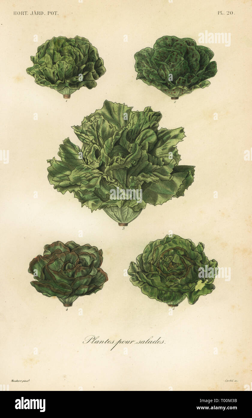 Salat Gemuse Plantes Pour Salate Sorten Von Salat Lactuca