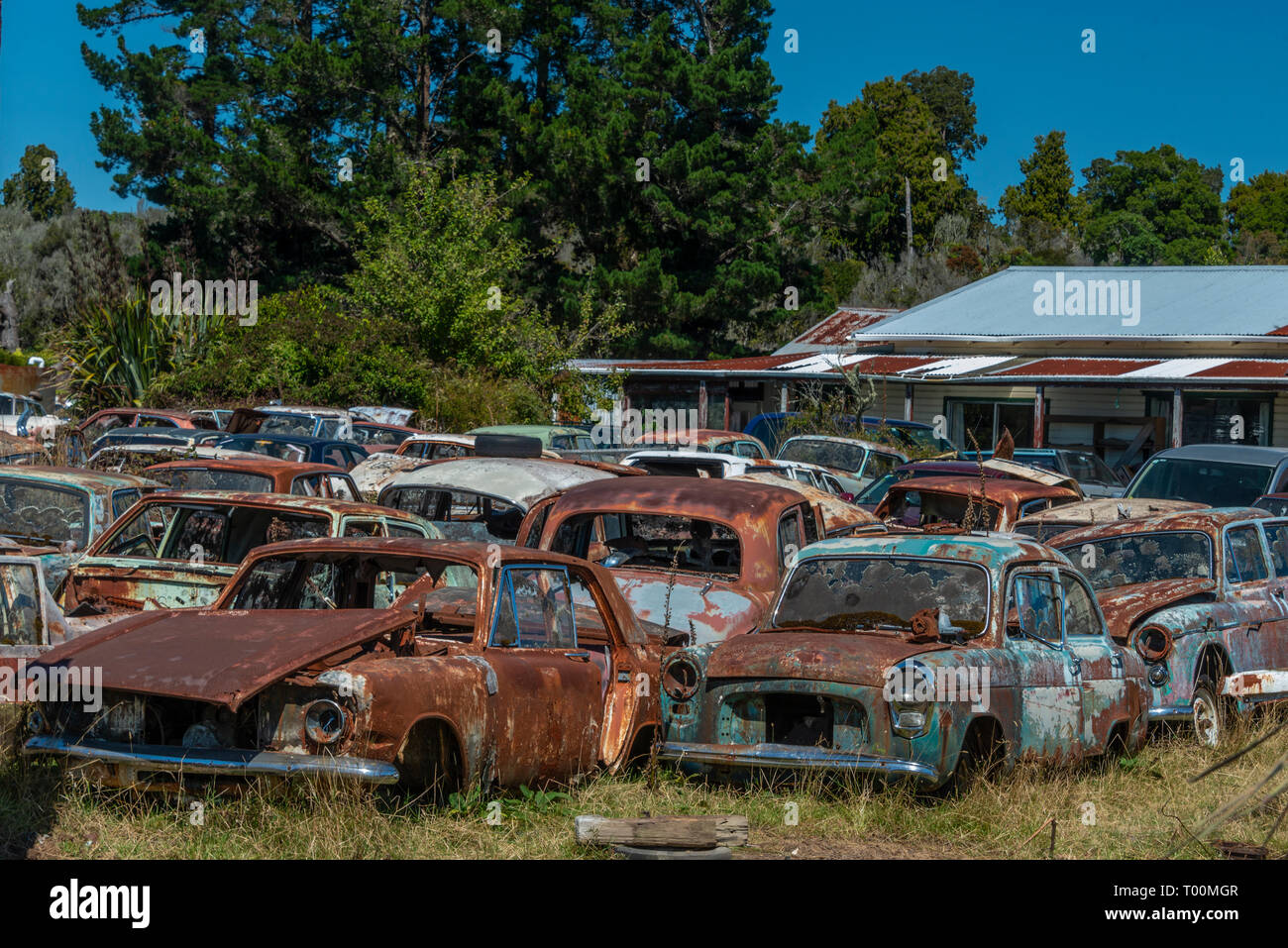 Horopito Motoren, auch "mash Palace' im Norden der Insel von Neuseeland bekannt hat Hunderte klassische Autos für Verkauf. Es ist ein Augenschmaus. Stockfoto