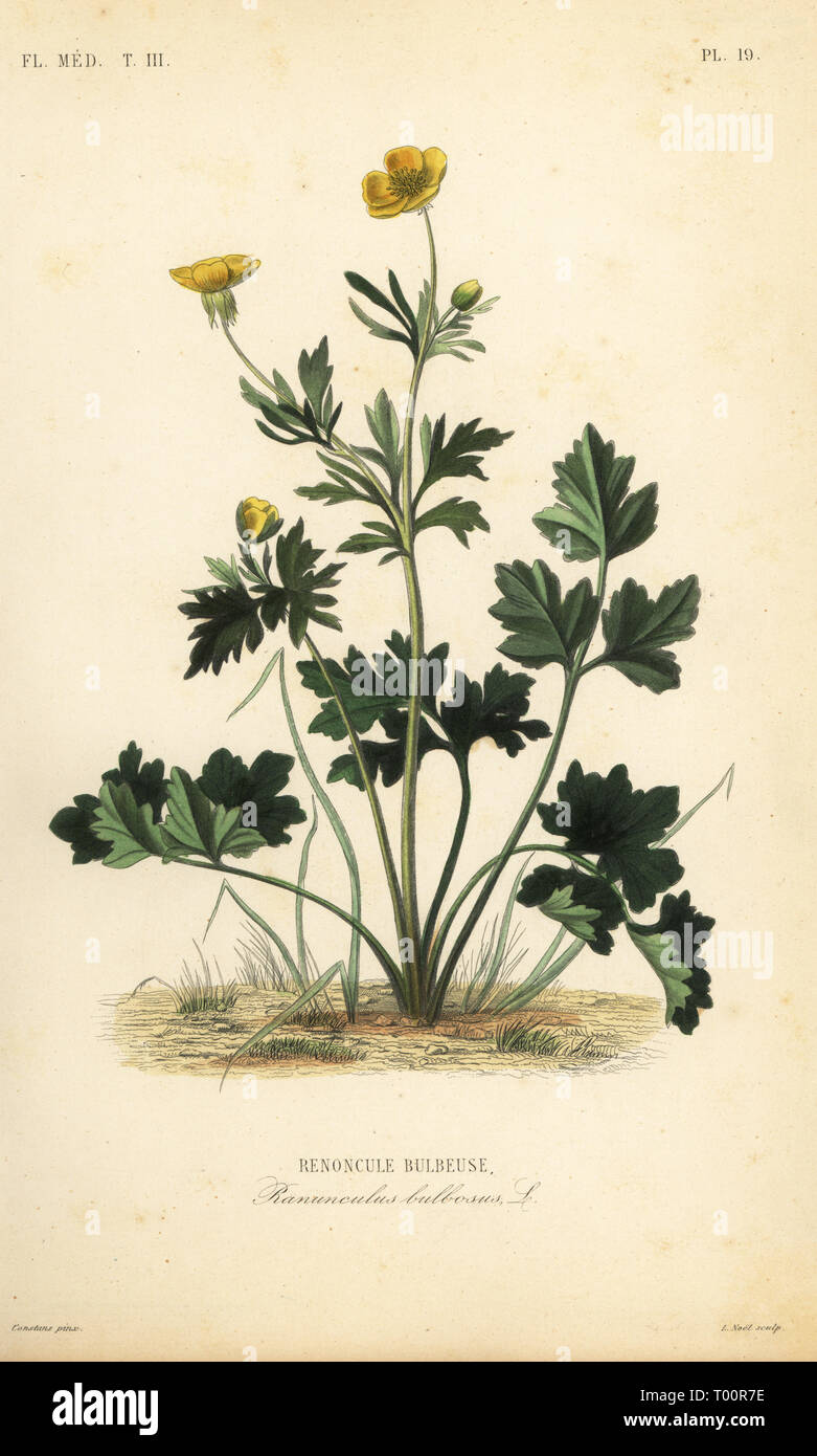 St. Anthony's Rübe oder Knolligen Hahnenfuß, Ranunculus bulbosus, Renoncule bulbeuse. Papierkörbe Stahlstich von Alphonse-Leon Noel nach einem botanischen Abbildung von Charles Louis Constans von Pierre Oscar Reveil, A. Dupuis, Fr. Gerard und Francois Herincq's La Regne Vegetal: Flore Medicale, L. Guerin, Paris, 1864-1871. Stockfoto