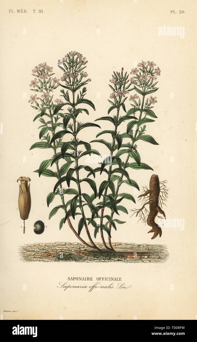 Soapwort oder soapweed, Saponaria officinalis, Saponaire officinale. Papierkörbe Stahlstich nach einer botanischen Abbildung von Edouard Maubert von Pierre Oscar Reveil, A. Dupuis, Fr. Gerard und Francois Herincq's La Regne Vegetal: Flore Medicale, L. Guerin, Paris, 1864-1871. Stockfoto