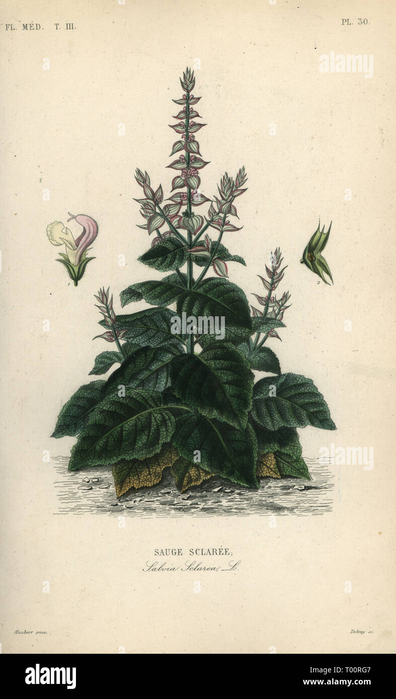 Clary Salbei, Salbei, Sauge sclaree selarea. Papierkörbe Stahlstich von debray nach einem botanischen Abbildung von Edouard Maubert von Pierre Oscar Reveil, A. Dupuis, Fr. Gerard und Francois Herincq's La Regne Vegetal: Flore Medicale, L. Guerin, Paris, 1864-1871. Stockfoto