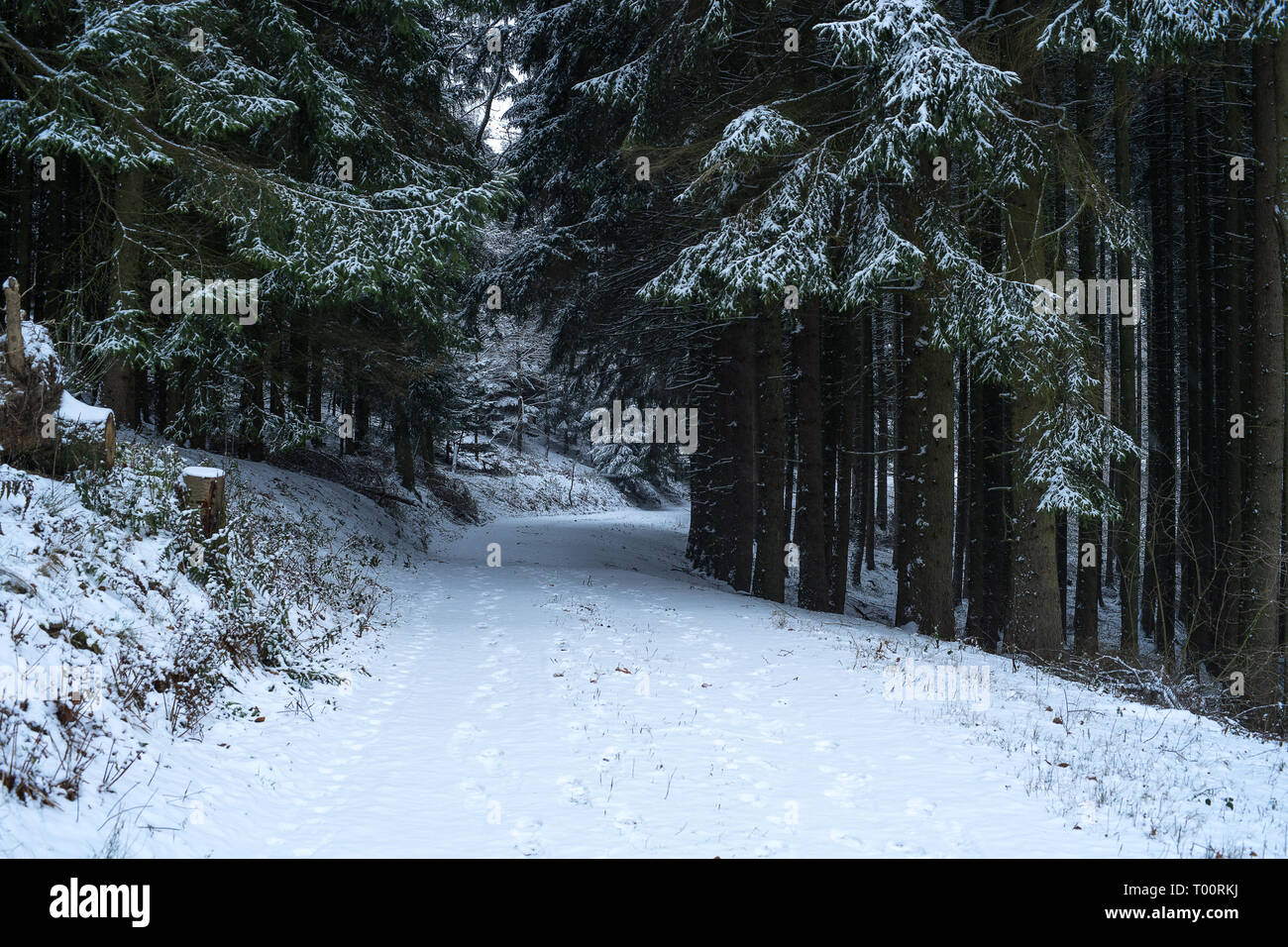 Weg durch den verschneiten Wald am Deutschen Berg namens Rothaargebirge Stockfoto