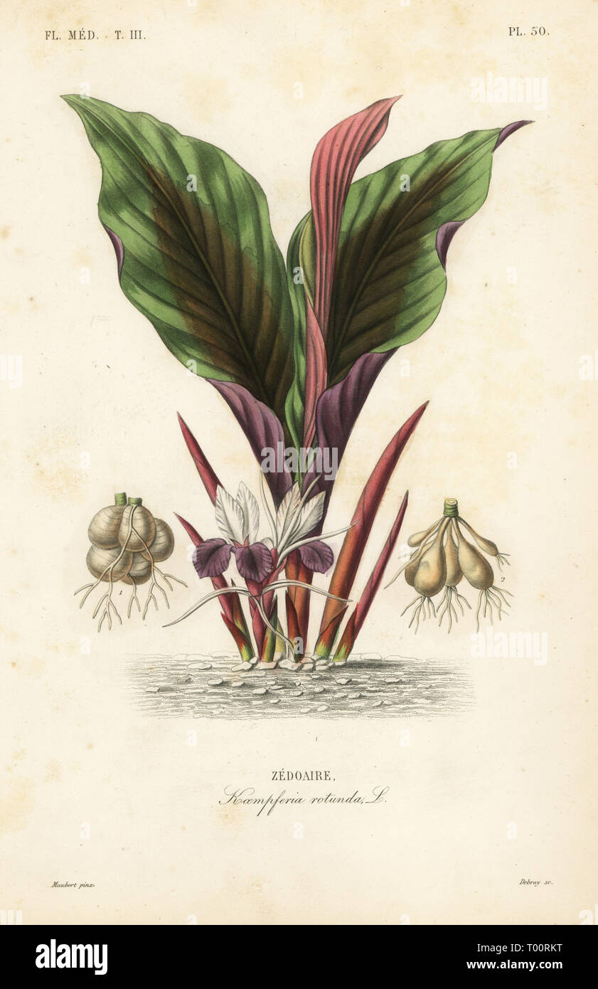 Blackhorm, kaempferia Rotunda, Zedoaire. Papierkörbe Stahlstich von debray nach einem botanischen Abbildung von Edouard Maubert von Pierre Oscar Reveil, A. Dupuis, Fr. Gerard und Francois Herincq's La Regne Vegetal: Flore Medicale, L. Guerin, Paris, 1864-1871. Stockfoto