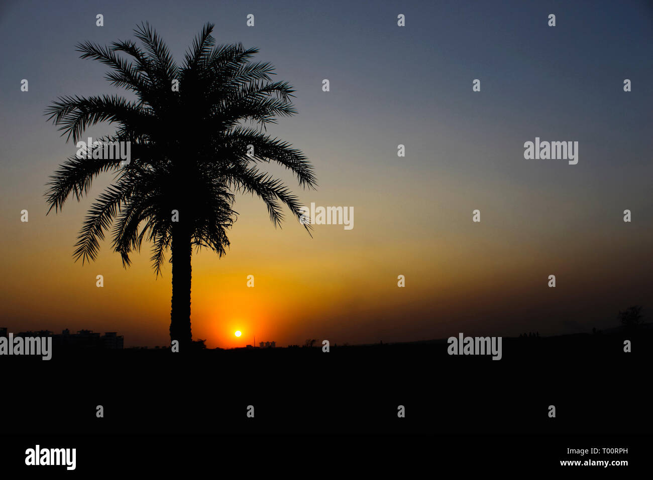 Coconut Tree Silhouette in der untergehenden Sonne. Stockfoto
